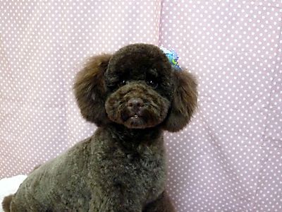 Photo_4