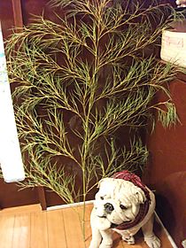 Dscf1467_2