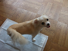 Dscf1651